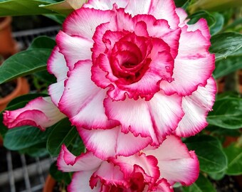 4 Adenium Obesum Desert Rose Seeds Mixed Color Succulent Flower Seeds Non GMO