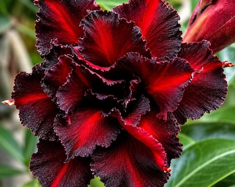 Dark Red Desert Rose Seeds (Adenium Obesum) – Tropical Succulent Plant, Non-GMO