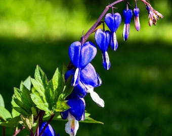 25 Bleeding Heart Seeds Dicentra Spectabilis Shade Flower Garden Plant Non GMO