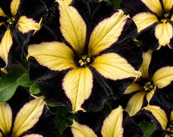 50 Petunia Seeds Mixed Color Flower Seeds Hanging Basket Container Garden Plant Non GMO