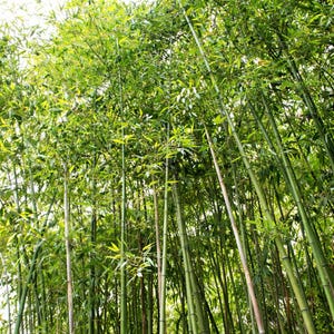May include: A lush grove of bamboo trees, with tall, green stalks and vibrant green leaves. The image is taken from a low angle, looking up through the dense foliage towards the sky. The bamboo creates a natural, textured background.