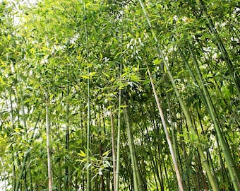 50 Clumping Bamboo Seeds | Non Invasive Privacy Plant, Garden Screen Shade Bamboo
