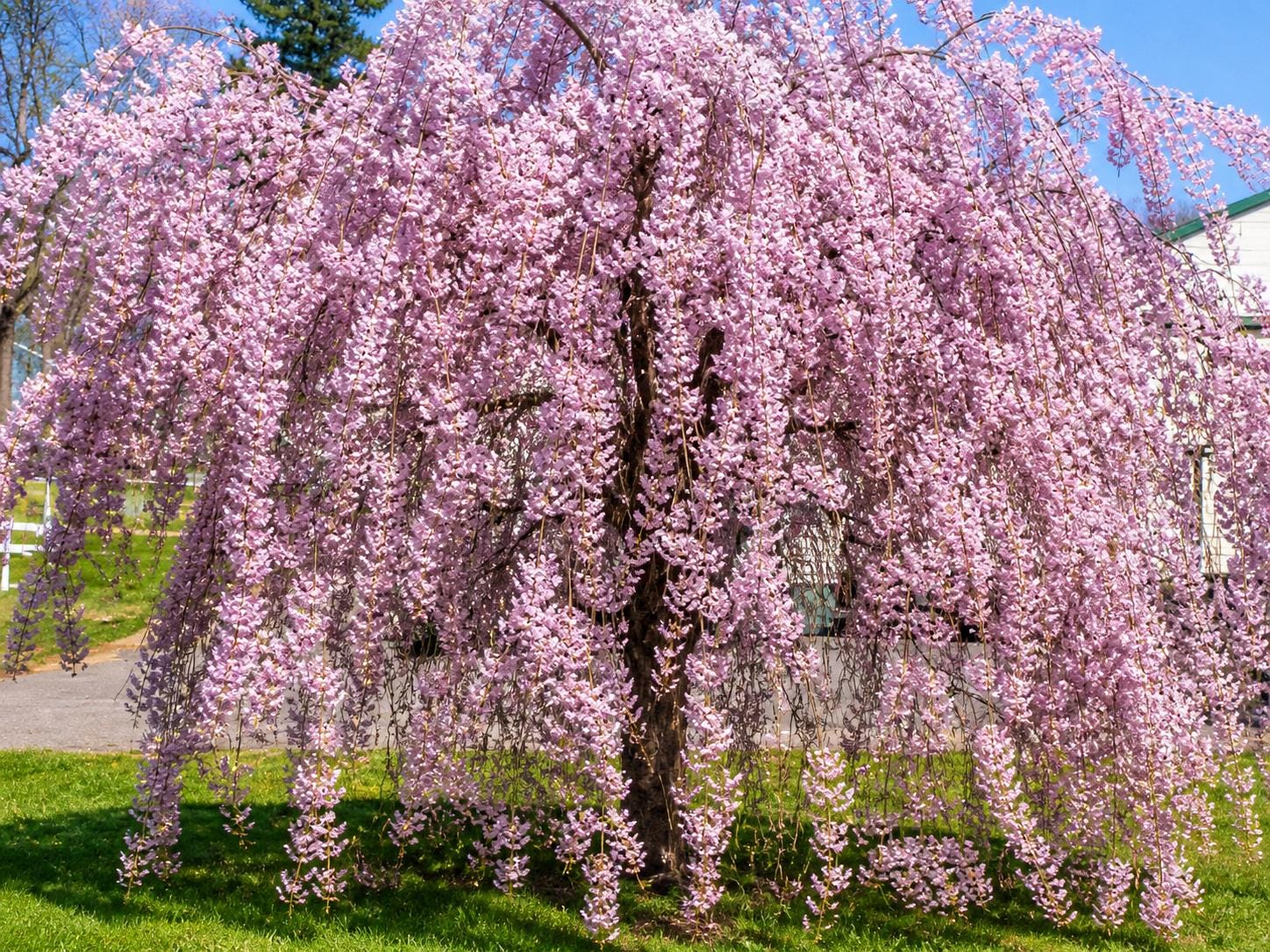 5 Weeping Willow Seeds | Ornamental Tree for Landscape Yard Garden - Etsy