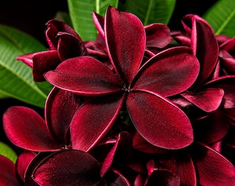 5 Plumeria Seeds Frangipani Flower Seeds Tropical Garden Plant Mixed Color Non GMO
