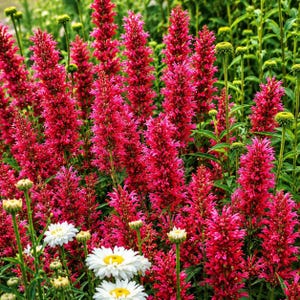 May include: A vibrant garden scene featuring tall, spiky red flowers in full bloom, interspersed with white daisies and green foliage. The flowers have a dense, textured appearance, creating a lush and colorful display.