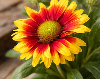 Indian Blanket Flower Seeds 600+ | Heirloom Gaillardia Wildflower for Pollinator Gardens