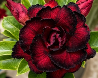4 Adenium Desert Rose Seeds Mixed Color Dark Red Tone Succulent Flower Seeds
