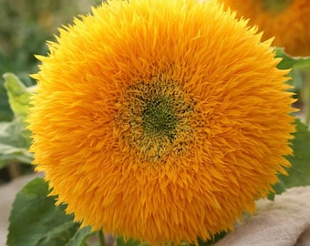 Dwarf Teddy Bear Sunflower Seeds 100+ | Cute Double Bloom Sunflowers for Pots & Small Gardens