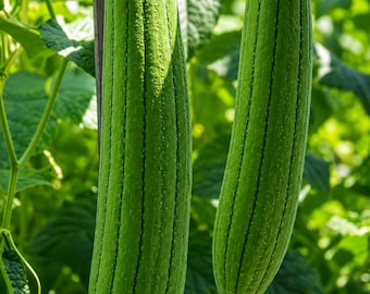 30 Luffa Gourd Seeds – Super Long Loofah Sponge Non-GMO Heirloom
