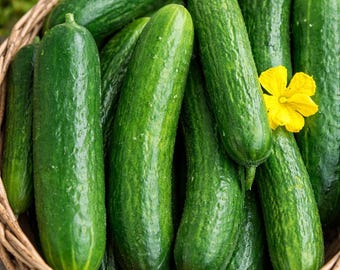 Beit Alpha Cucumber Seeds 200+ | Burpless Heirloom Variety for Home Garden & Containers
