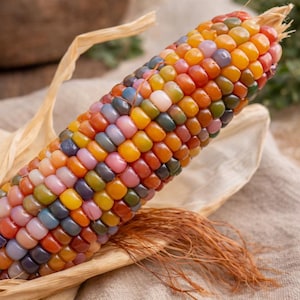 May include: Close-up of a colorful ear of corn with kernels in shades of red, orange, yellow, green, blue, and purple. The corn is partially wrapped in dried husks and sits on a tan cloth. The corn's silk is a reddish-brown color.