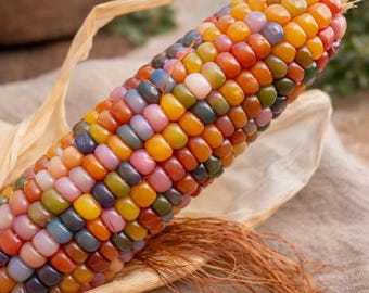 Glass Gem Corn Seeds 50+ | Heirloom Rainbow Kernels for Ornamental & Decorative Corn