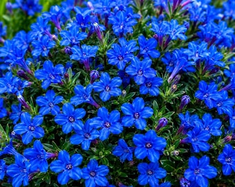 25 Blue Lobelia Seeds | Carpet Flower, Trailing Garden & Border Flowers