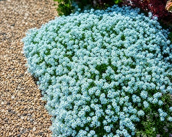 Sweet Alyssum Flower Seeds: Ground Cover Garden Plant (25 Non-GMO Seeds)
