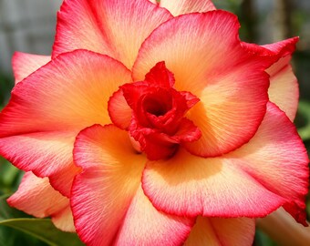 4 Mixed Color Adenium Desert Rose Seeds, Exotic Succulent Flower Plant
