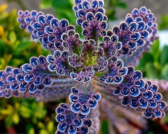 25 Kalanchoe Seeds Succulent Flower Seeds Mixed Color Indoor Plant Non GMO
