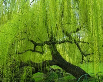 Weeping Birch Tree Seeds | Betula pendula, Ornamental Perennial (5 Seeds)