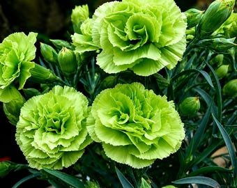 100 Dianthus Carnation Seeds | Green Toned Blooms, Unique Garden Flowers