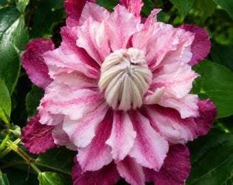 25 Clematis Patricia Seeds | Purple Flowering Clematis for Garden Trellis