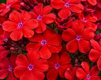 50 Phlox Seeds Red Tone Flower Seeds Butterfly Bee Garden Plant Easy Grow