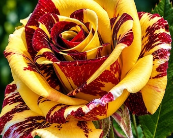 Yellow Red Rose Seeds: Perennial Shrub Flower Garden Plant (10 Seeds)