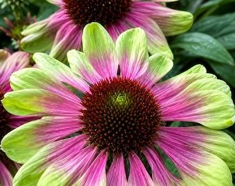 50 Coneflower Seeds Echinacea Pink Flower Seeds Perennial Pollinator Garden Plant Non GMO