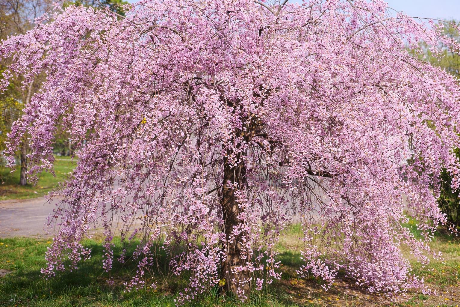5 Weeping Willow Seeds | Ornamental Tree for Landscape Yard Garden - Etsy