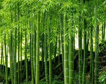 50 Bamboo Seeds Ornamental Grass Privacy Plant Garden Screen Landscaping Seeds Non GMO