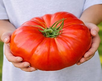 100 Heirloom Mortgage Lifter Tomato Seeds – Huge 4 lb Beefsteak Non GMO Organic