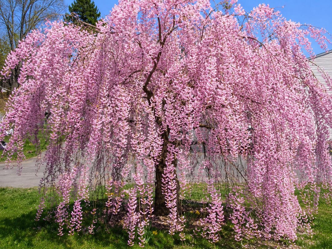 5 Weeping Willow Seeds | Ornamental Tree for Landscape Yard Garden - Etsy