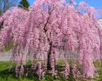 5 Weeping Willow Seeds | Ornamental Tree for Landscape Yard Garden