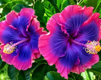 20 Hibiscus Seeds Mixed Color Pink Purple Flower Seeds Tropical Garden Plant Non GMO