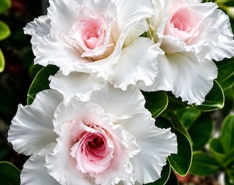 4 Adenium Desert Rose Seeds Mixed Color Succulent Flower Seeds Exotic Plant Non GMO