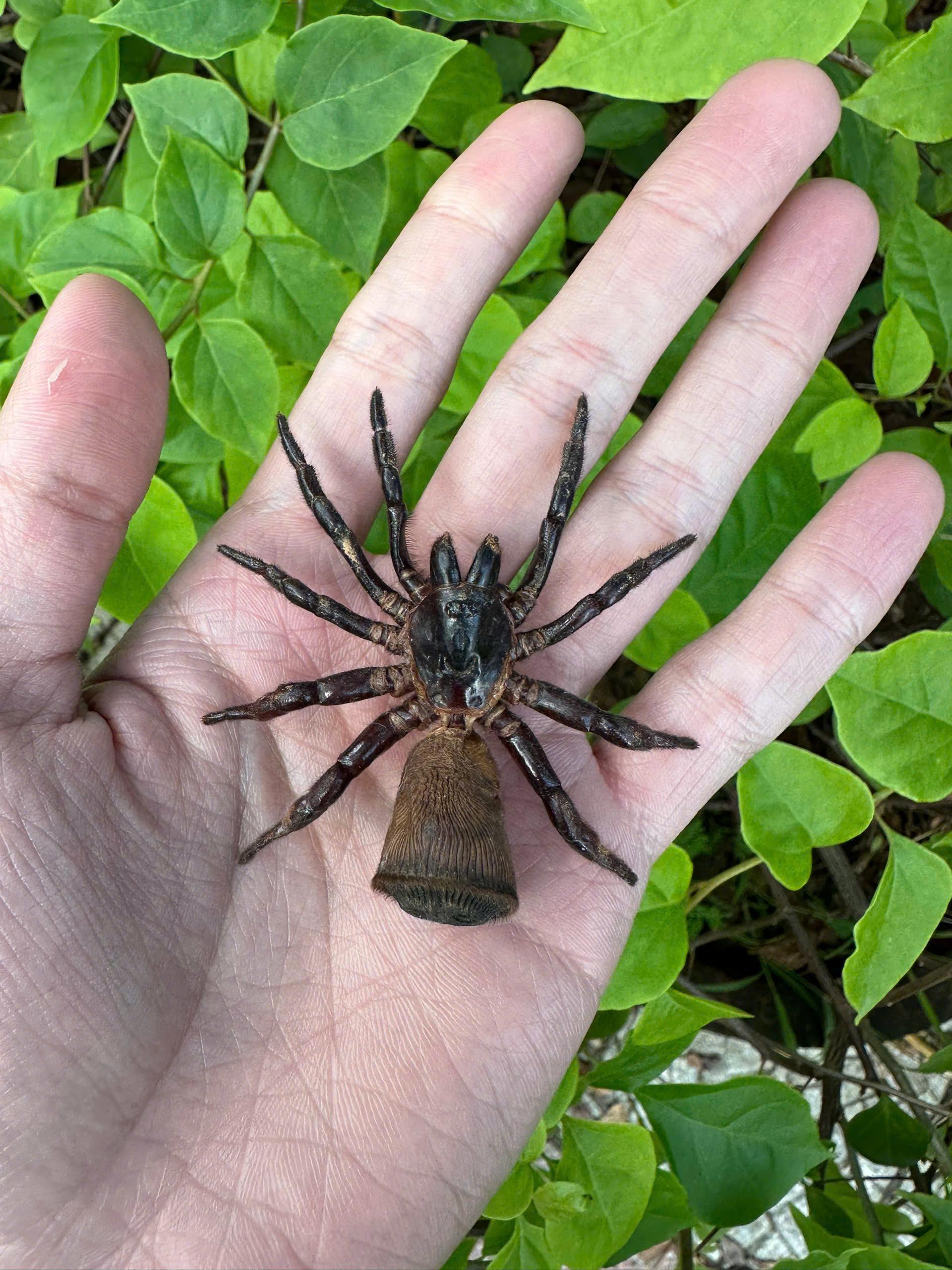 Trapdoor spider - Etsy 日本