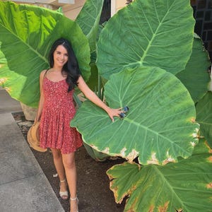 May include: A woman wearing a red floral print dress and holding a straw hat stands next to large green leaves. The dress has thin straps and a short, flowing skirt. The leaves are broad and vibrant, with a few brown edges.