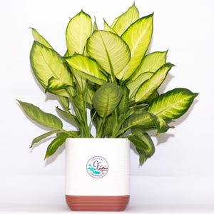 May include: A white ceramic mug with a black handle and the text "But First, Coffee" in a black, handwritten-style font. The mug is on a white surface.