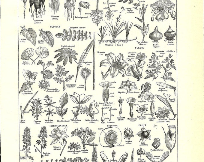 Vintage NATURE PLANTS Plate Poster French Illustration 1922 - Etsy