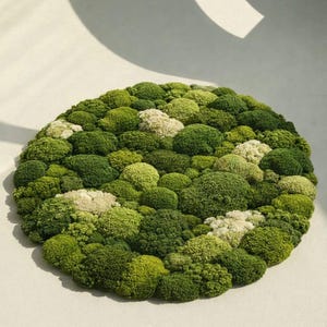 Puede incluir: Arreglo circular decorativo de musgo. Presenta tonos verdes variados y toques blancos. El musgo está dispuesto densamente, creando una superficie texturizada. Ideal para decoración de interiores, con un diámetro aproximado de 30 cm.