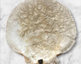 Concha de vieira misteriosa del Atlántico Norte de Cape Cod iridiscente/perlado cruda PAQUETE DISPONIBLE