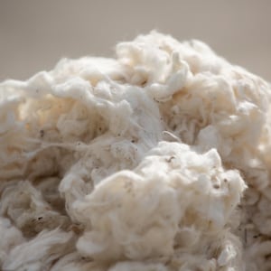 Può includere: Primo piano di un mucchio di fibre di cotone grezze. Il cotone è di colore bianco crema, con una consistenza morbida e soffice. Piccoli puntini scuri sono visibili nelle fibre. L'immagine è ben illuminata, evidenziando la consistenza del cotone.