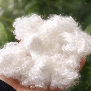 May include: A close-up shot of a handful of soft, white, fluffy fibre. The fibre has a curly texture and appears to be a natural material. The background is blurred green foliage. The fibre is likely used for crafting or textile purposes.