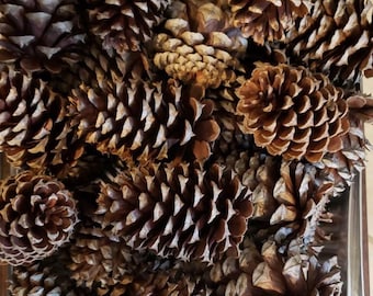 Bulk natuurlijke dennenappels: rustiek decor, bruiloft, knutselspullen, boerderijkomvuller