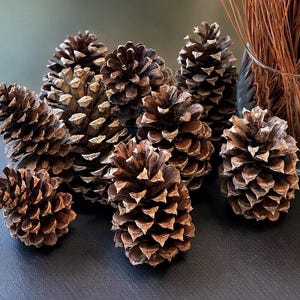 Loblolly Pine Cones 10 Count Natural Brown Cleaned Craft Cones