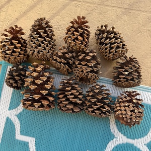 May include: A collection of twelve brown pine cones arranged in a group. Each pine cone features a textured, layered scale structure with a pointed top and a wider base. The pine cones vary slightly in size and shape, displaying natural woody tones.