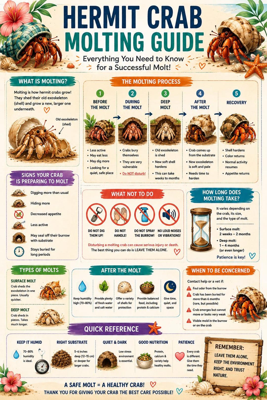 Hermit Crab Molting Guide | Care Poster, Stages Chart (digital Download ...