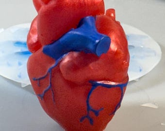 Custom/Ready Made Anatomical Heart Sculpture | Nurse or Doctor Gift | Resin Anatomy Heart | Medical Student Decor | Unique Healthcare Gift