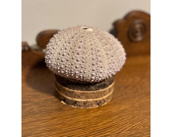 Vintage Real Sea Urchin Shell Lamp – Coastal Boho Accent Light