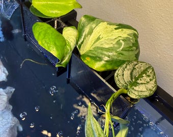 Soporte para plantas de acuario / Maceta colgante de 5 ranuras para peceras, ideal para pothos y plantas emergentes / Vaso de cultivo acuapónico / Para tanques con borde