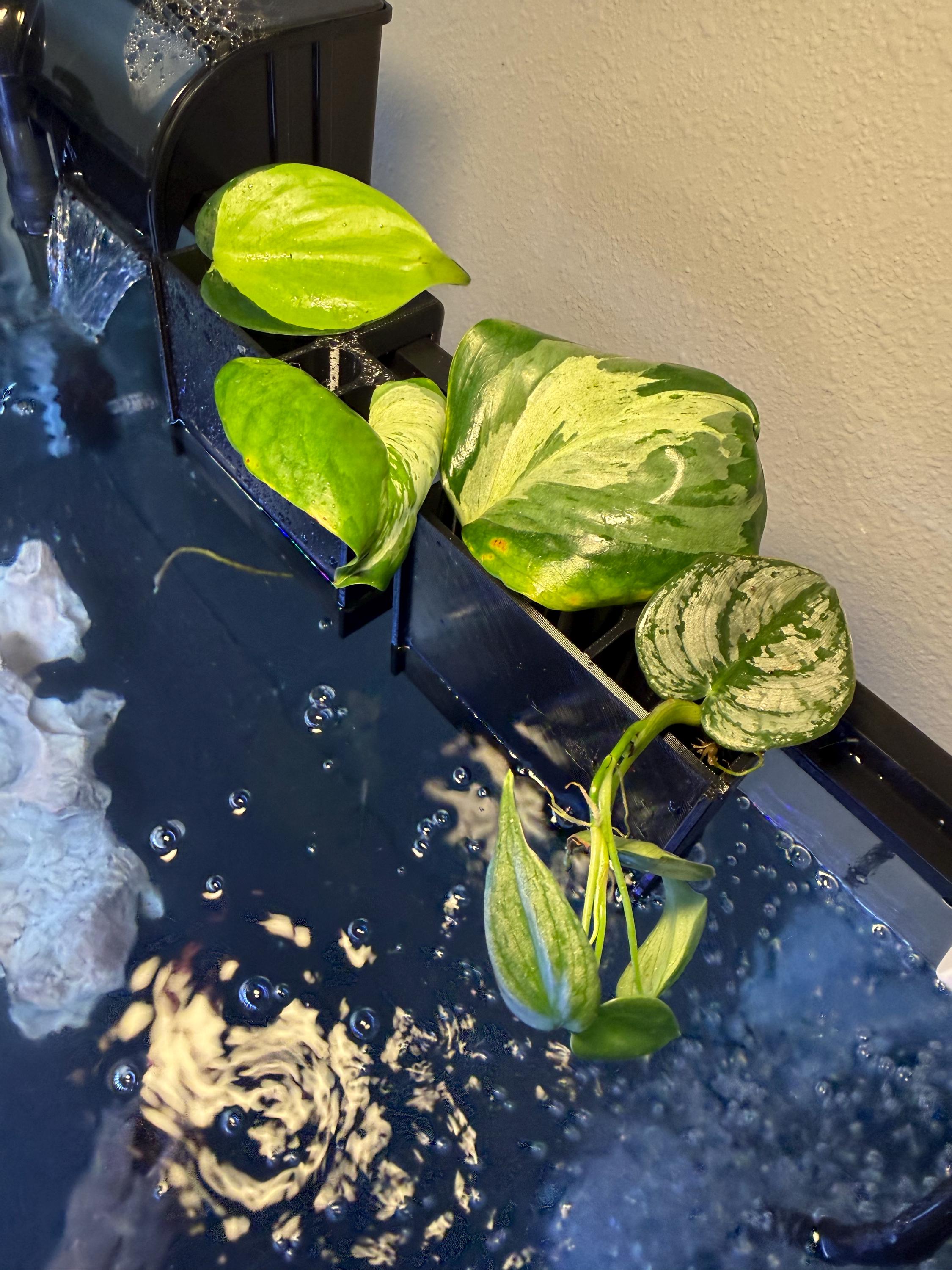 monstera adansonii indonesian mint Monstera Adansonii Indo Mint