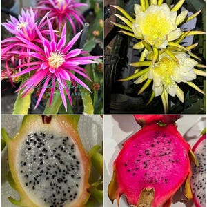 May include: A collage showing vibrant pink cactus flowers, pale yellow cactus flowers, a halved dragon fruit with white flesh and black seeds, and a halved dragon fruit with deep magenta flesh and black seeds, with the text California Secret Garden.